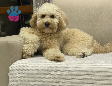 Toy poodle 2 Yaşında Kızgınlıkta