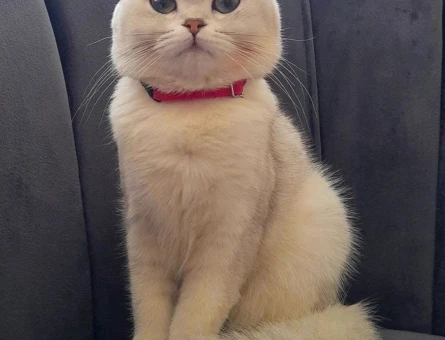 British Shorthair 1 Yaşında Eş Arıyor - 118970907