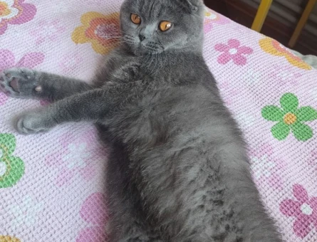 Scottish Fold Cinsi Kızıma Eş Arıyorum - 118970908