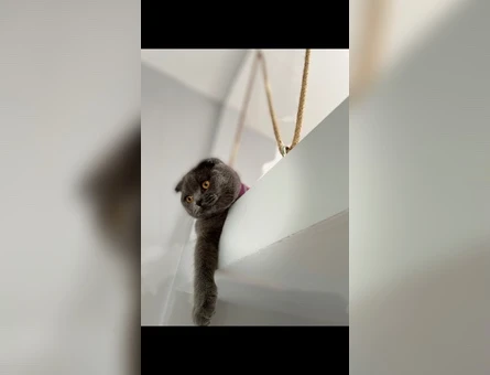 Scottish Fold 1 Yaşında Eş Arıyor - 118970910