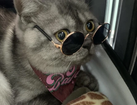 British Shorthair 1 Yaşında Eş Arıyor - 118970913