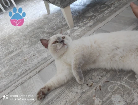 Kehribar gözlü oğluma uygun eş ariyorum