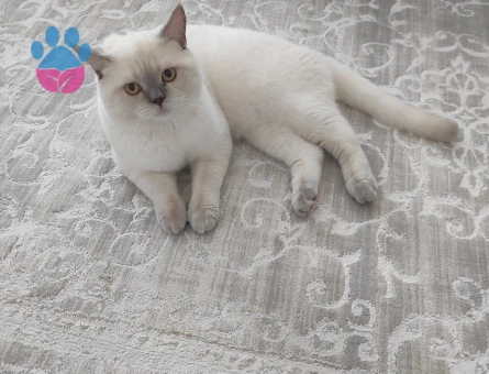 Kehribar gözlü oğluma uygun eş ariyorum