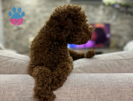 Toy Poodle Oğlumuza Eş Arıyoruz