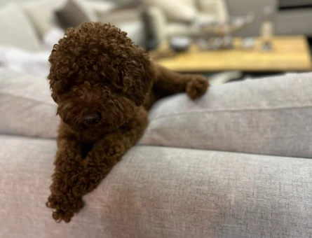Toy Poodle Oğlumuza Eş Arıyoruz - 118979051