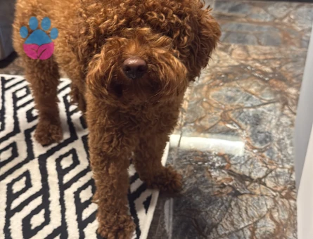 Toy Poodle Oğlumuza Eş Arıyoruz