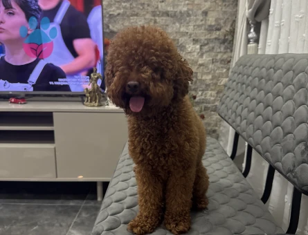 Toy Poodle Oğlumuza Eş Arıyoruz