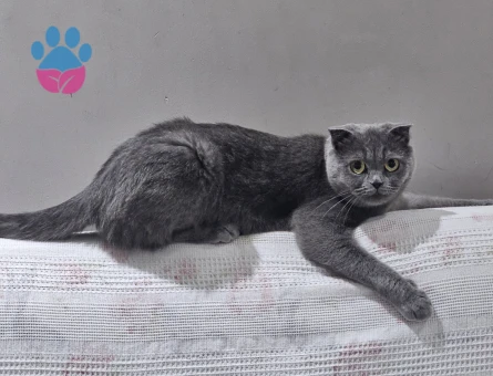 Scotish dişi kedi