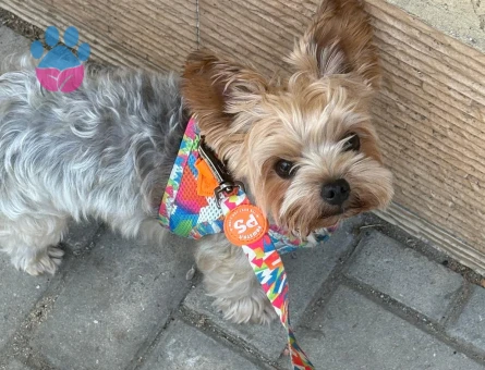 Joseph için bayan eş