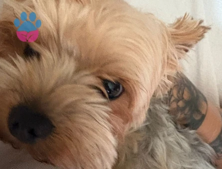 Joseph için bayan eş