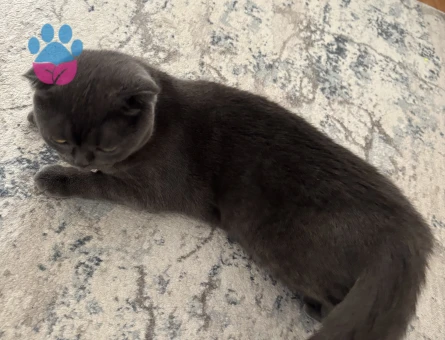 Kızıma eş arıyoruz