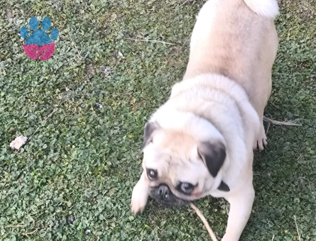 Pug Köpeğim dumana eş arıyorum - 118984761