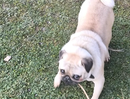 Pug Köpeğim dumana eş arıyorum - 118984761