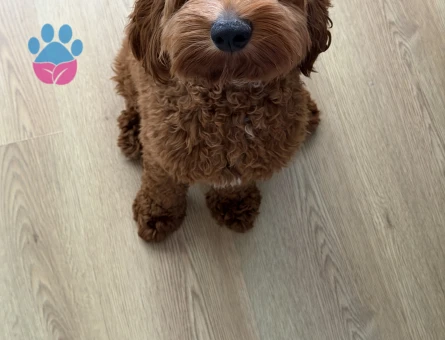 Toy Poodle Oscar Eş Arıyor