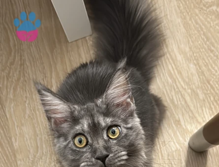 Sertifikaları Maine Coon Dişi Kedime Eş Arıyorum - 118984765