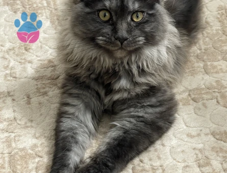Sertifikaları Maine Coon Dişi Kedime Eş Arıyorum