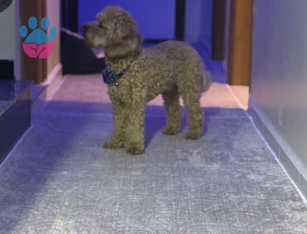 Toy Poodle 1,5 Yaşında Eş Arıyor - 118984768