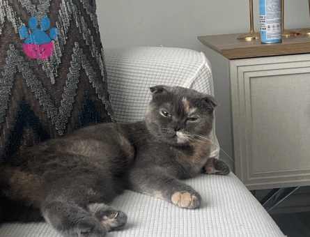 Scottish Fold 1 Yaşında Eş Aranıyor - Görsel 2