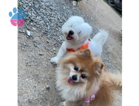 1 numara Maltese terrier kızıma eş arıyorum - 118984772