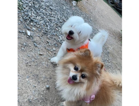 1 numara Maltese terrier kızıma eş arıyorum - 118984772
