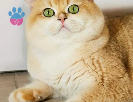 SAFKAN ŞECERELİ GOLDEN Ny12 ERKEK KEDİMİZE EŞ ARIYORUZ - 118984773