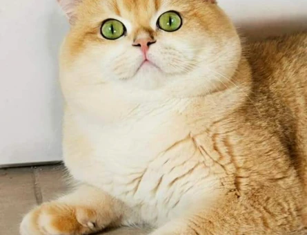 SAFKAN ŞECERELİ GOLDEN Ny12 ERKEK KEDİMİZE EŞ ARIYORUZ - 118984773