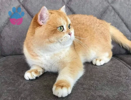 SAFKAN ŞECERELİ GOLDEN Ny12 ERKEK KEDİMİZE EŞ ARIYORUZ