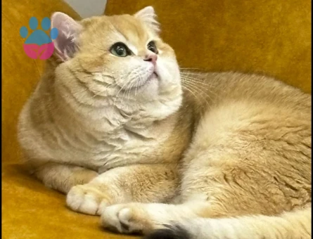 SAFKAN ŞECERELİ GOLDEN Ny12 ERKEK KEDİMİZE EŞ ARIYORUZ