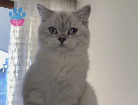 British shorthair kedimize eş arıyoruz - 118984775