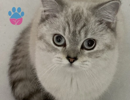 British shorthair kedimize eş arıyoruz