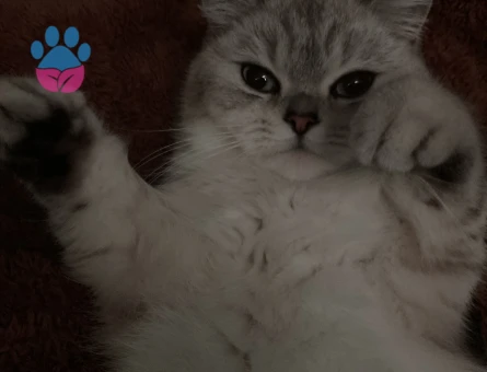 British shorthair kedimize eş arıyoruz