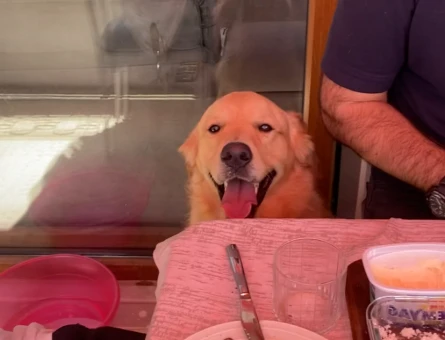 Golden retriever 1,5 Yaşında Erkek Eş Arıyor - 118971491