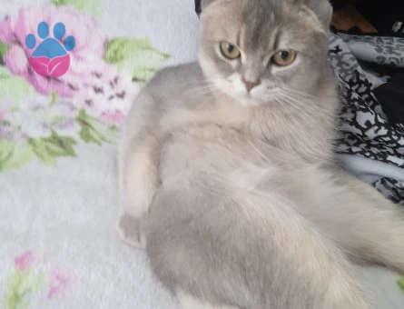 Scottish Fold 1,5 Yaşında Kedim Eş Arıyor