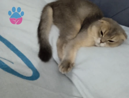 Scottish Fold 1,5 Yaşında Kedim Eş Arıyor