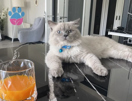 British shorthair eş arıyor