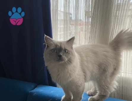 British shorthair eş arıyor