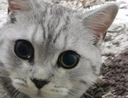 British Shorthair Erkek Kedime Eş Arıyorum - 118971497