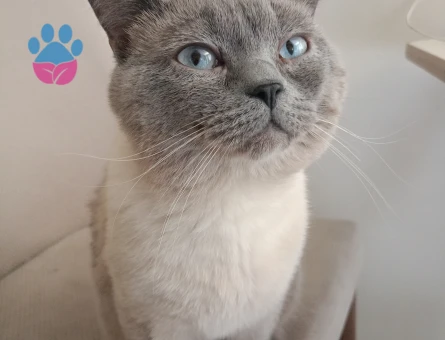 british shorthair blue point erkek kedim için eş arıyorum