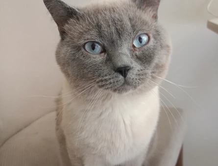 british shorthair blue point erkek kedim için eş arıyorum - 118979581