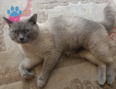 british shorthair blue point erkek kedim için eş arıyorum
