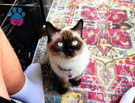 scottish blue point Kizimiza sağlıklı ve aşılari tam olan bir eş arıyorum