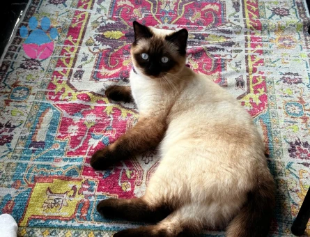 scottish blue point Kizimiza sağlıklı ve aşılari tam olan bir eş arıyorum