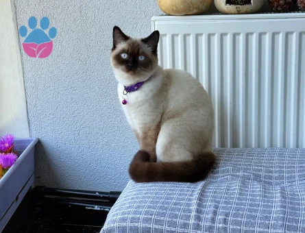 scottish blue point Kizimiza sağlıklı ve aşılari tam olan bir eş arıyorum