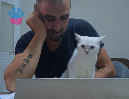 British Shorthair Kedime Eş arıyoruz - 118985029