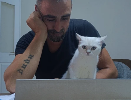British Shorthair Kedime Eş arıyoruz - 118985029