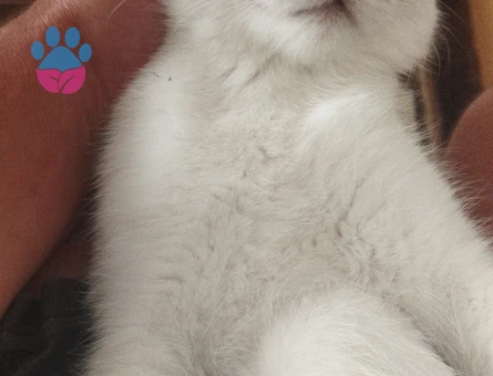 British Shorthair Kedime Eş arıyoruz - Görsel 3