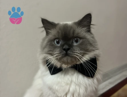 British Shorthair Kedime eş arıyoruz - 118985033