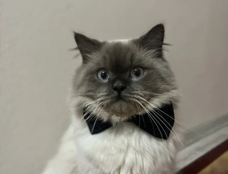 British Shorthair Kedime eş arıyoruz - 118985033