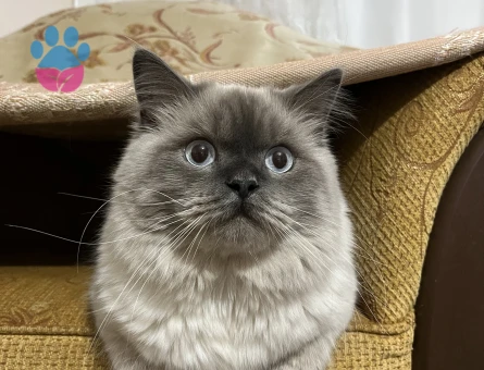 British Shorthair Kedime eş arıyoruz - Görsel 3