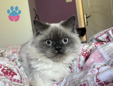 British Shorthair Kedime eş arıyoruz - Görsel 4